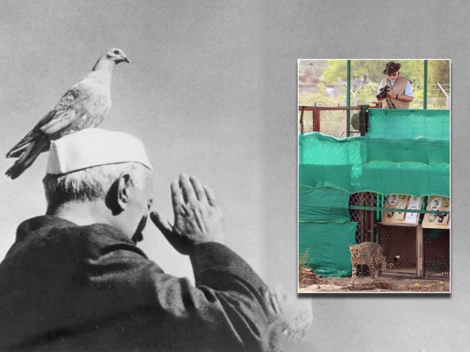 Vanchit Bahujan Aghadi chief Prakash Ambedkar has criticized Prime Minister Narendra Modi. | "नेहरुंनी शांतीसाठी कबुतरं सोडली होती, मोदींनी ईडी, CBI नंतर चित्ता सोडायची भीती दाखवलीय!" Vanchit Bahujan Aghadi chief Prakash Ambedkar has criticized Prime Minister Narendra Modi. | "नेहरुंनी शांतीसाठी कबुतरं सोडली होती, मोदींनी ईडी, CBI नंतर चित्ता सोडायची भीती दाखवलीय!"