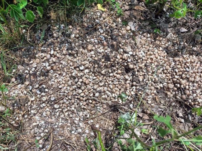 Crop loss on 35 hectares in Sindkhed Raja due to snails | गोगलगायीमुळे सिंदखेड राजात ३५ हेक्टरवर पिकांचे नुकसान Crop loss on 35 hectares in Sindkhed Raja due to snails | गोगलगायीमुळे सिंदखेड राजात ३५ हेक्टरवर पिकांचे नुकसान