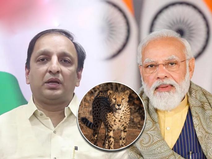 Congress Sachin Sawant Slams BJP And Narendra Modi Over Cheetah | Sachin Sawant : "लंपीने मरत आहेत हजारो गोमाता, भाजपा नेते मात्र बोलती... चित्ता ता चिता चिता चित्ता ता ता" Congress Sachin Sawant Slams BJP And Narendra Modi Over Cheetah | Sachin Sawant : "लंपीने मरत आहेत हजारो गोमाता, भाजपा नेते मात्र बोलती... चित्ता ता चिता चिता चित्ता ता ता"