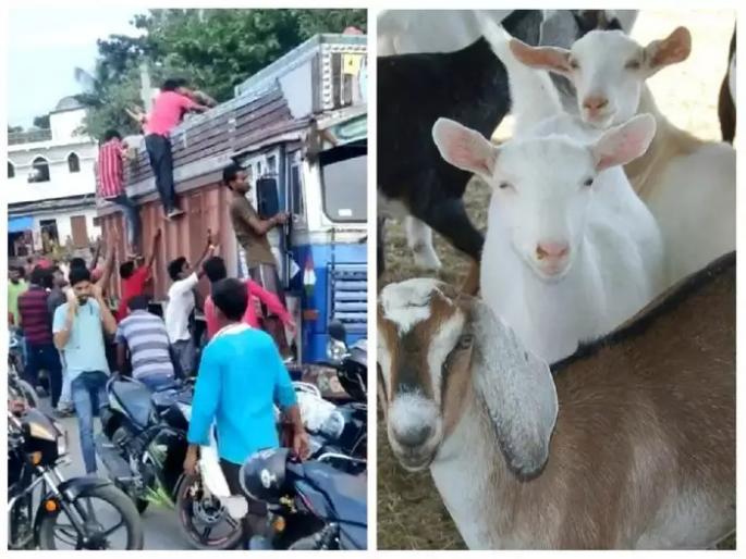 bihar goats looted in arwal going from patna to kolkata question on police | धक्कादायक! भर दिवसा ग्रामस्थांनी चक्क 300 बकऱ्या चोरल्या अन्...: नेमकं काय घडलं? bihar goats looted in arwal going from patna to kolkata question on police | धक्कादायक! भर दिवसा ग्रामस्थांनी चक्क 300 बकऱ्या चोरल्या अन्...: नेमकं काय घडलं?