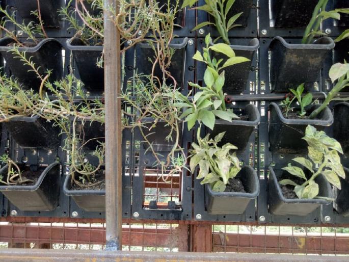How will Aurangabad develop? The theft of vertical garden plants | औरंगाबादचा विकास कसा होईल? व्हर्टिकल गार्डनच्या झाडांची चोरी How will Aurangabad develop? The theft of vertical garden plants | औरंगाबादचा विकास कसा होईल? व्हर्टिकल गार्डनच्या झाडांची चोरी