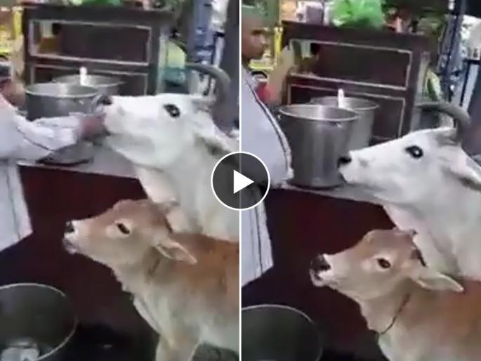 Cow and Calf Eat Gol Gappe : Watch cow and calf eat gol gappe pani puri in uttar lucknow pradesh | गायीलाही आवडते पाणीपुरी, केवढी ती पाणीपुरी खाण्याची हौस! पाहा पाणीपुरी क्रेझी मायलेकाचा व्हिडिओ
