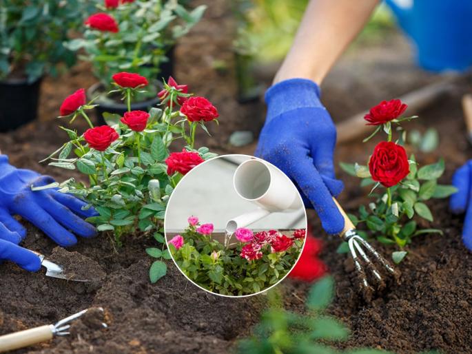 Gardening Tips: Rose plant not getting enough flower? Must do these 4 things in October | गुलाबाला येतील भरपूर फुलं, फक्त ऑक्टोबर महिन्यात न विसरता गुलाबाच्या झाडासाठी ‘एवढं’ कराच..