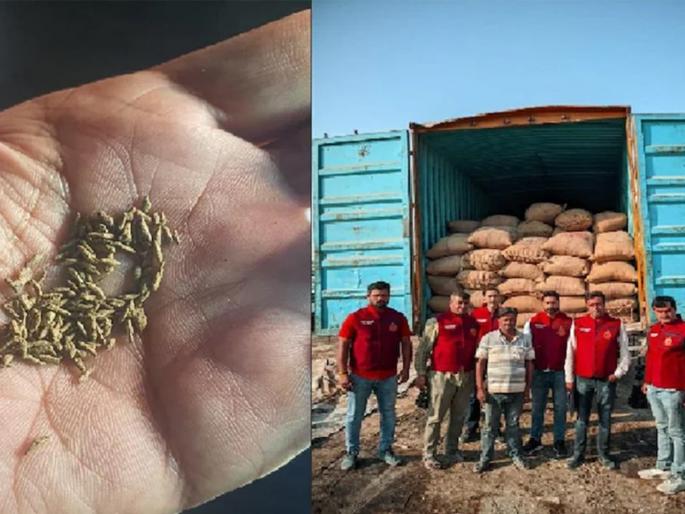 fake cumin factory found in delhi police seized 4198 kilogram fake cumin | जिऱ्याच्या नावाखाली मोठी फसवणूक, ताटात काच अन् दगड; तब्बल 4198 किलो बनावट जिरं जप्त fake cumin factory found in delhi police seized 4198 kilogram fake cumin | जिऱ्याच्या नावाखाली मोठी फसवणूक, ताटात काच अन् दगड; तब्बल 4198 किलो बनावट जिरं जप्त