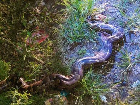 python killed in Ambernath; The forest department registered a case and started the investigation | अंबरनाथ तालुक्यात अजगराची हत्या; वनविभागाकडून गुन्हा दाखल करत तपासाला सुरुवात python killed in Ambernath; The forest department registered a case and started the investigation | अंबरनाथ तालुक्यात अजगराची हत्या; वनविभागाकडून गुन्हा दाखल करत तपासाला सुरुवात