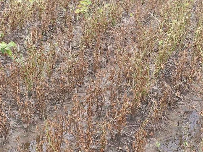 Kharif Season Revised Paise Range 47 paise; 793 villages in the district have less than 50 paisevari | खरीप हंगामाची सुधारित पैसेवारी आली ४७ पैसे; जिल्ह्यातील ७९३ गावांची पैसेवारी ५० पेक्षा कमी Kharif Season Revised Paise Range 47 paise; 793 villages in the district have less than 50 paisevari | खरीप हंगामाची सुधारित पैसेवारी आली ४७ पैसे; जिल्ह्यातील ७९३ गावांची पैसेवारी ५० पेक्षा कमी