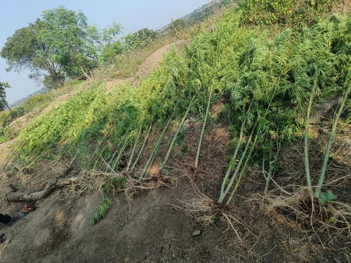 Cultivation of marijuana in cotton fields; 23 trees seized, case registered against farmer | कपाशीच्या शेतात गांजाची लागवड; २३ झाडे जप्त, शेतकऱ्याविरुद्ध गुन्हा दाखल Cultivation of marijuana in cotton fields; 23 trees seized, case registered against farmer | कपाशीच्या शेतात गांजाची लागवड; २३ झाडे जप्त, शेतकऱ्याविरुद्ध गुन्हा दाखल