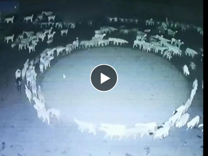 sheep walking mystery scientist claims mystery behind sheep walking in circle inner mongolia china solved | अखेर 'ते' रहस्य उलगडलं! गेले 12 दिवस गोल गोल फिरणाऱ्या मेंढ्यांमागचं नेमकं कारण समजलं sheep walking mystery scientist claims mystery behind sheep walking in circle inner mongolia china solved | अखेर 'ते' रहस्य उलगडलं! गेले 12 दिवस गोल गोल फिरणाऱ्या मेंढ्यांमागचं नेमकं कारण समजलं