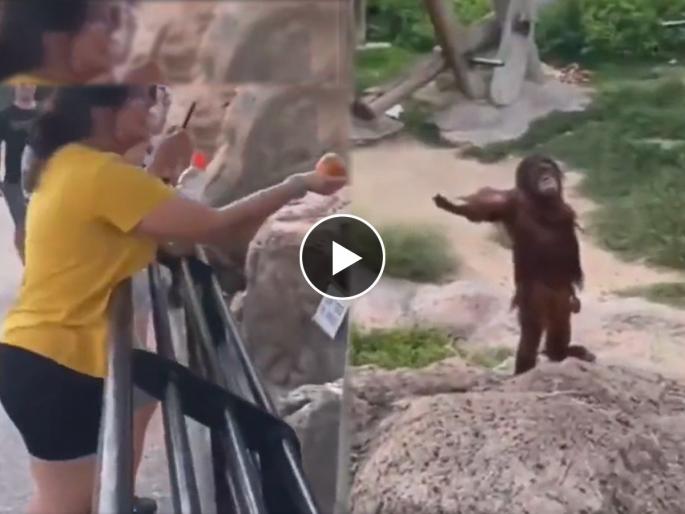Orangutan demands food from visitor with a hilarious expression viral video leaves netizens in splits | पर्यटकांना पाहताच माकडानं खायला मागितलं आणि दिली भन्नाट रिॲक्शन.. पाहा व्हिडिओ