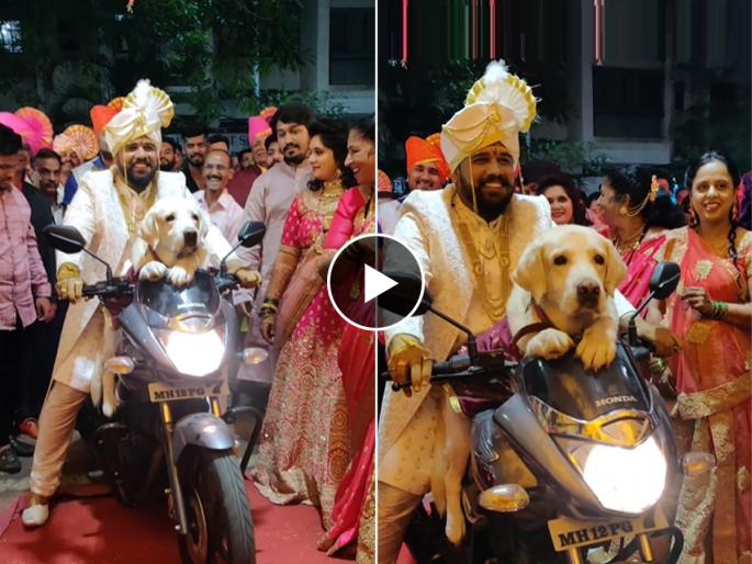 Viral video shows groom makes entry with his pet dog on a bike netizens says adorabl | नाद खुळा! नवरदेवानं पाळीव कुत्र्यासोबत घेतली मंडपात जबरदस्त एंट्री; लोक म्हणाले......