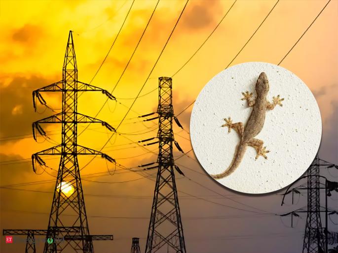 lizard cut off lights of thousands of houses employees were also surprised know whole matter | बापरे! एका पालीने केली 'बत्तीगुल'; हजारो घरांची गेली वीज, कर्मचारीही झाले हैराण अन् मग... lizard cut off lights of thousands of houses employees were also surprised know whole matter | बापरे! एका पालीने केली 'बत्तीगुल'; हजारो घरांची गेली वीज, कर्मचारीही झाले हैराण अन् मग...