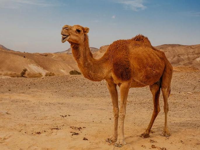 fifa world cup news uk doctors warned on deadly camel flu as football fans return from qatar | Camel Flu : संकटं संपता संपेना! जीवघेण्या 'कॅमल फ्लू'चा मोठा धोका; 'असा' पसरतोय आजार, तज्ज्ञांचा गंभीर इशारा fifa world cup news uk doctors warned on deadly camel flu as football fans return from qatar | Camel Flu : संकटं संपता संपेना! जीवघेण्या 'कॅमल फ्लू'चा मोठा धोका; 'असा' पसरतोय आजार, तज्ज्ञांचा गंभीर इशारा