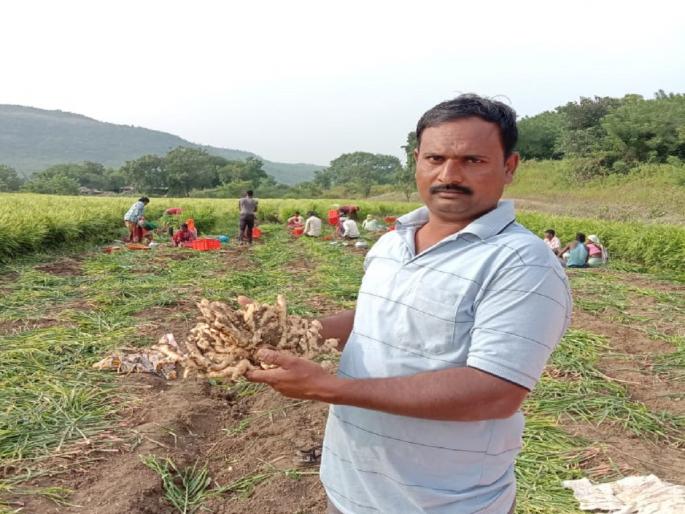 Baliraja's modern opulence! 200 quintals of Khultabad ginger in Dubai market | प्रयोगशील शेतीतून संपन्नता! बळीराजाची २०० क्विंटल अद्रक पोहोचली थेट दुबईच्या बाजारपेठेत Baliraja's modern opulence! 200 quintals of Khultabad ginger in Dubai market | प्रयोगशील शेतीतून संपन्नता! बळीराजाची २०० क्विंटल अद्रक पोहोचली थेट दुबईच्या बाजारपेठेत