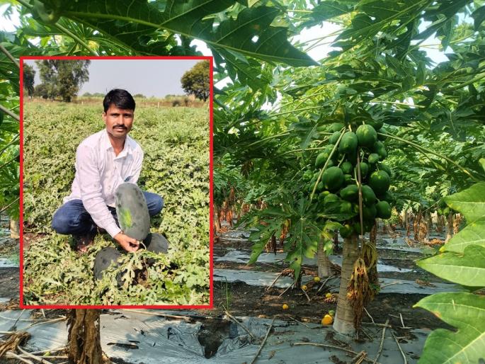 Take a bold step to break traditional agriculture; Papaya, watermelons were sold even out of state | धाडसी पाऊल टाकत पारंपरिक शेतीला फाटा; पपई, टरबुजांनी केले मालामाल Take a bold step to break traditional agriculture; Papaya, watermelons were sold even out of state | धाडसी पाऊल टाकत पारंपरिक शेतीला फाटा; पपई, टरबुजांनी केले मालामाल