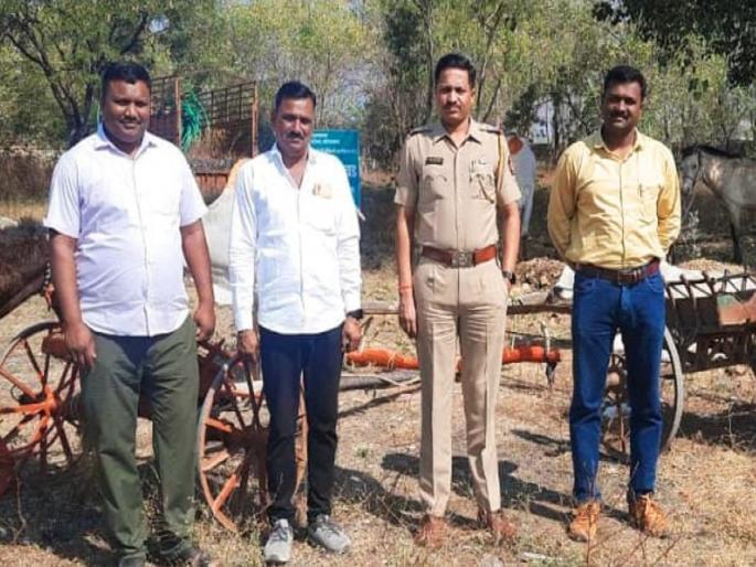 Viral Video boomrang, Crime against 6 people for illegally playing bullock cart race in sillod | पहाटे बैलगाडा शर्यत खेळले, व्हायरल व्हिडीओने अडकले, ६ जणांवर गुन्हे दाखल Viral Video boomrang, Crime against 6 people for illegally playing bullock cart race in sillod | पहाटे बैलगाडा शर्यत खेळले, व्हायरल व्हिडीओने अडकले, ६ जणांवर गुन्हे दाखल