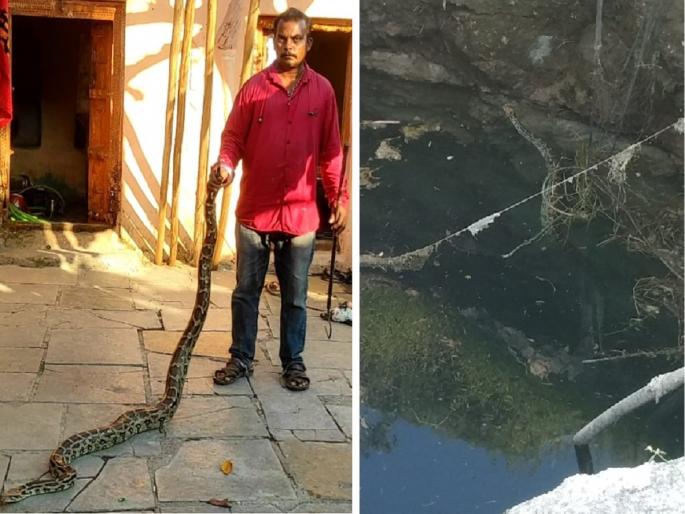 The snake charmer risked his life; A 9-foot python was rescued from a well | सर्पमित्राने जीव धोक्यात घातला; जखमी ९ फुटी अजगराला विहिरीतून काढत दिले जीवदान The snake charmer risked his life; A 9-foot python was rescued from a well | सर्पमित्राने जीव धोक्यात घातला; जखमी ९ फुटी अजगराला विहिरीतून काढत दिले जीवदान