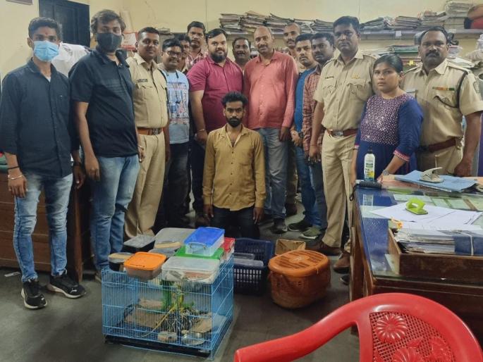 3 snakes, 40 scorpions, turtles, 3 lizards were rescued in a raid by the forest department, one was arrested | वनविभागाच्या धडक कारवाईत ३ साप, ४० विंचू, कासव, ३ सरडे यांची सुटका, एकाला अटक 3 snakes, 40 scorpions, turtles, 3 lizards were rescued in a raid by the forest department, one was arrested | वनविभागाच्या धडक कारवाईत ३ साप, ४० विंचू, कासव, ३ सरडे यांची सुटका, एकाला अटक