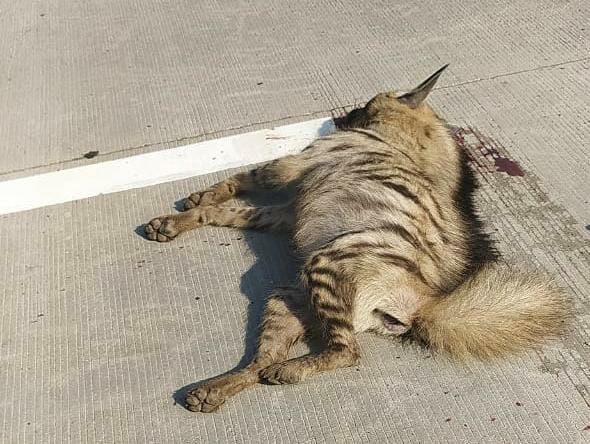 Taras was killed in a collision with an unknown vehicle just before the start of the Samriddhi Highway | समृद्धी महामार्ग सुरू होण्याच्या आतच अज्ञात वाहनाच्या धडकेत तरस ठार Taras was killed in a collision with an unknown vehicle just before the start of the Samriddhi Highway | समृद्धी महामार्ग सुरू होण्याच्या आतच अज्ञात वाहनाच्या धडकेत तरस ठार