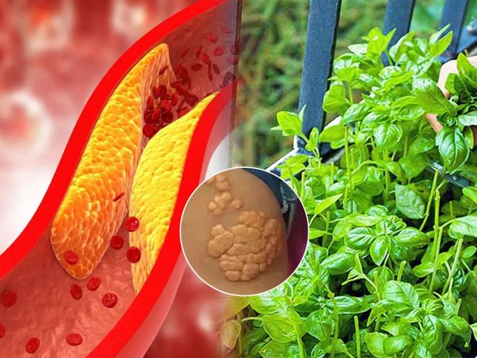 According to journal of functional foods study tulsi leaves extract can reduce bad cholesterol level | वाढलेलं कोलेस्टेरॉल खरंच तुळशीची पानं खाल्ल्यानं कमी होतं का? काय सांगतात अभ्यास?