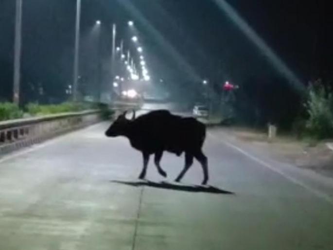 Sangli, wheat from Jat came to Solapur; A team of five people entered for 'rescue' | सांगली, जतमधून आला सोलापुरात गवा; 'रेस्क्यू'साठी पाच जणांचे पथक दाखल Sangli, wheat from Jat came to Solapur; A team of five people entered for 'rescue' | सांगली, जतमधून आला सोलापुरात गवा; 'रेस्क्यू'साठी पाच जणांचे पथक दाखल