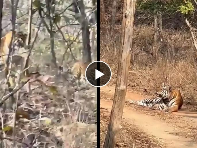 ifs officer shares video of an unusual encounter between tiger and leopard watch | वाघ तो वाघच! आपल्या हद्दीत बिबट्याला पाहून वाघाने झेप घेत केला हल्ला, IFS अधिकाऱ्याने व्हिडीओ केला शेअर ifs officer shares video of an unusual encounter between tiger and leopard watch | वाघ तो वाघच! आपल्या हद्दीत बिबट्याला पाहून वाघाने झेप घेत केला हल्ला, IFS अधिकाऱ्याने व्हिडीओ केला शेअर