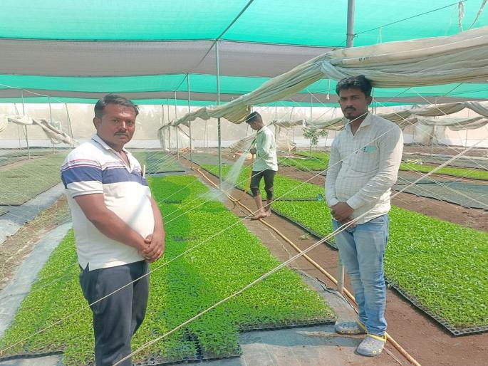 Highly educated youth gave agriculture the status of industry; Economic progress achieved through plant production! | उच्चशिक्षित युवकांनी शेतीला दिला उद्योगाचा दर्जा; रोपनिर्मितीतून साधली आर्थिक उन्नती! Highly educated youth gave agriculture the status of industry; Economic progress achieved through plant production! | उच्चशिक्षित युवकांनी शेतीला दिला उद्योगाचा दर्जा; रोपनिर्मितीतून साधली आर्थिक उन्नती!