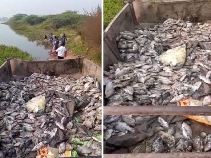 Tractor loads of dead fish in Moti Lake of Jalana; Outrage among environmentalists | मोती तलावात निघाले ट्रॅक्टरभर मृत मासे; पर्यावरणप्रेमींमध्ये संताप Tractor loads of dead fish in Moti Lake of Jalana; Outrage among environmentalists | मोती तलावात निघाले ट्रॅक्टरभर मृत मासे; पर्यावरणप्रेमींमध्ये संताप