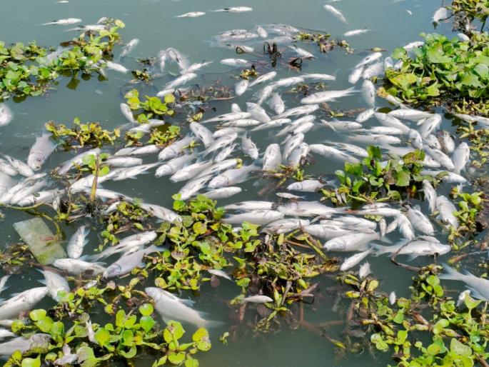 What is going on in Jalna? Death of thousands of fishes in Jangi Lake followed by Moti Lake | जालन्यात चाललंय काय? मोती तलावापाठोपाठ जंगी तलावातील हजारो माशांचा मृत्यू What is going on in Jalna? Death of thousands of fishes in Jangi Lake followed by Moti Lake | जालन्यात चाललंय काय? मोती तलावापाठोपाठ जंगी तलावातील हजारो माशांचा मृत्यू