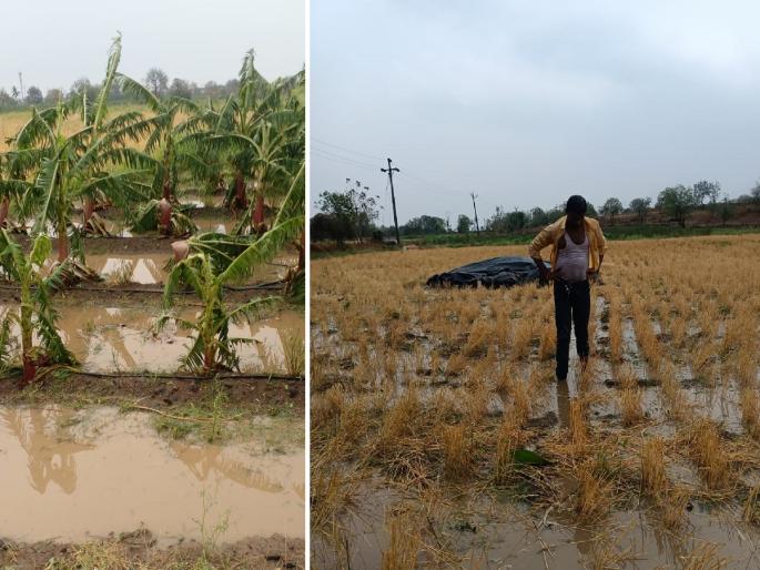 untimely rain hits Nanded district; Hail, wind and rain destroyed banana plantations, wheat fields | अवकाळीने नांदेड जिल्ह्याला घेरले; गारपीट, वारा अन् पावसाने केळी बागा, गहू भुईसपाट untimely rain hits Nanded district; Hail, wind and rain destroyed banana plantations, wheat fields | अवकाळीने नांदेड जिल्ह्याला घेरले; गारपीट, वारा अन् पावसाने केळी बागा, गहू भुईसपाट