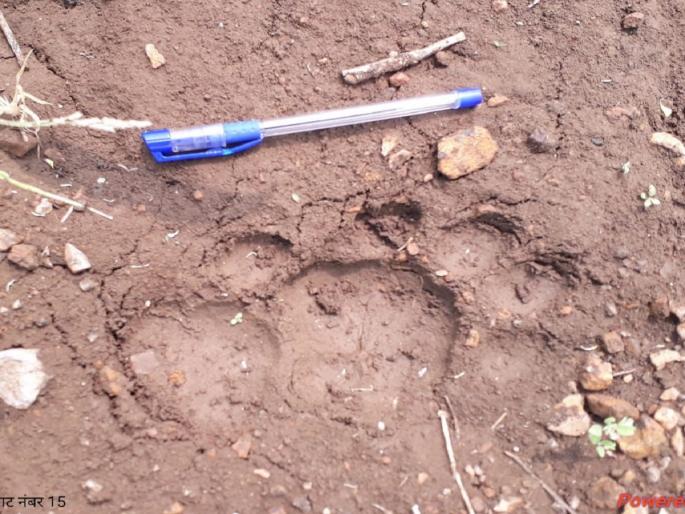 Footprints of a leopard-like animal in Morfali Shiwar, forest department inspection revealed the truth | मोरफळी शिवारात बिबट्या सदृश्य प्राण्याचे ठसे, वनविभागाच्या पाहणीतून सत्य आले समोर Footprints of a leopard-like animal in Morfali Shiwar, forest department inspection revealed the truth | मोरफळी शिवारात बिबट्या सदृश्य प्राण्याचे ठसे, वनविभागाच्या पाहणीतून सत्य आले समोर