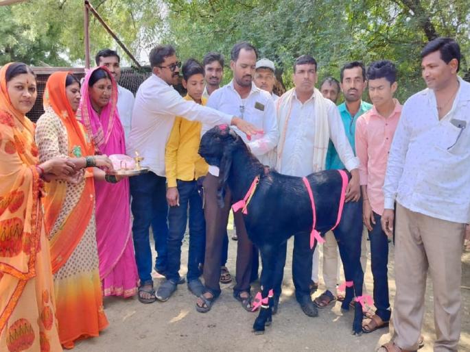 Naming of the goat on the occasion of Gudi Padwa; Chopanwadi's 'Chetak' is widely discussed | गुढीपाडव्याला चक्क बोकडाचे नामकरण; शेतकऱ्याच्या लाडक्या 'चेतक'चा सोशल मीडियात धुरळा Naming of the goat on the occasion of Gudi Padwa; Chopanwadi's 'Chetak' is widely discussed | गुढीपाडव्याला चक्क बोकडाचे नामकरण; शेतकऱ्याच्या लाडक्या 'चेतक'चा सोशल मीडियात धुरळा