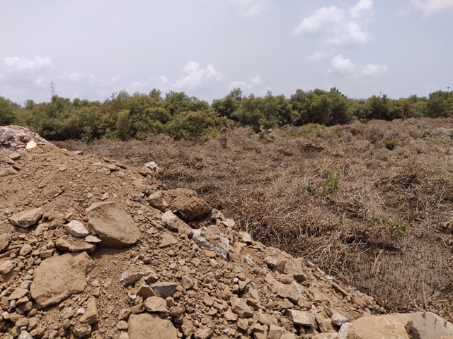 Proposal for creation of Navi Mumbai SEZ IT Hub project in hundreds of hectares of mangroves, wetlands in Uran | उरणातील शेकडो हेक्टर खारफुटी, पाणथळ क्षेत्रात नवी मुंबई सेझ आयटी हब प्रकल्प निर्मितीचा प्रस्ताव Proposal for creation of Navi Mumbai SEZ IT Hub project in hundreds of hectares of mangroves, wetlands in Uran | उरणातील शेकडो हेक्टर खारफुटी, पाणथळ क्षेत्रात नवी मुंबई सेझ आयटी हब प्रकल्प निर्मितीचा प्रस्ताव
