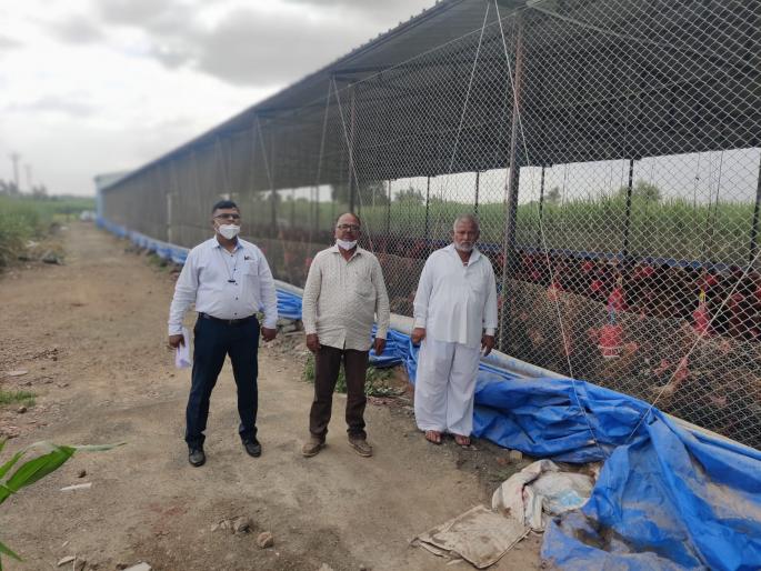 Production of seven and a half thousand eggs per day from the business of poultry farming, determination of Kurul farmer! | कुक्कुट पालनाच्या व्यवसायातून दररोज साडेसात हजार अंड्याचे उत्पादन, कुरूलच्या शेतकऱ्याची जिद्द! Production of seven and a half thousand eggs per day from the business of poultry farming, determination of Kurul farmer! | कुक्कुट पालनाच्या व्यवसायातून दररोज साडेसात हजार अंड्याचे उत्पादन, कुरूलच्या शेतकऱ्याची जिद्द!