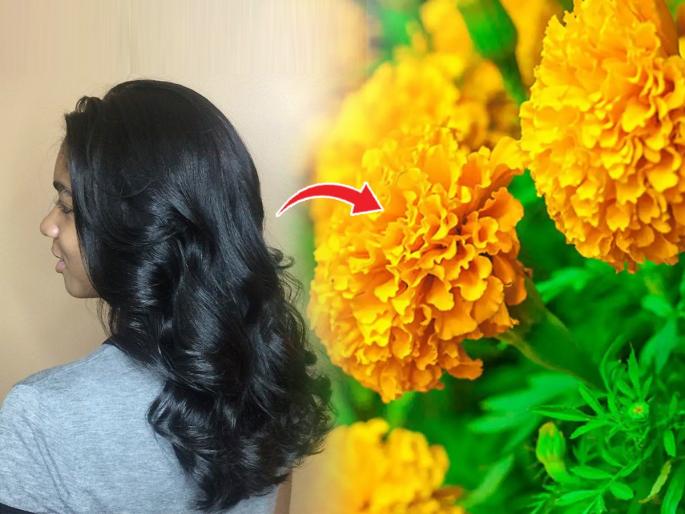 Benefits of Marigold Hair Mask For Hairs | केसांना लावा झेंडूच्या फुलांचा मास्क, चिप्पू चिप्पू केस होतील सुंदर - पाहा कसे लावायचे..