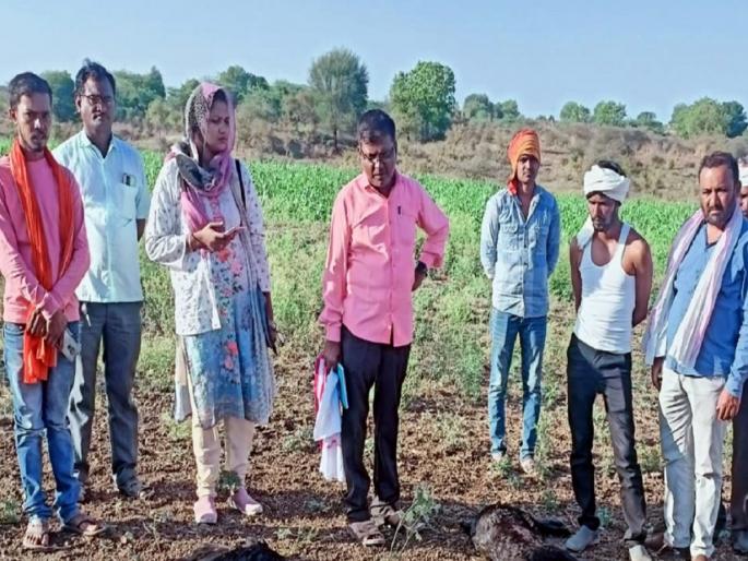 Attack of wild animal in farmyard; Eight goats hunted, seven goats seriously injured | शेतशिवारात हिंस्त्र प्राण्यांचा हल्ला; आठ शेळ्यांची शिकार, सात शेळ्या गंभीर जखमी Attack of wild animal in farmyard; Eight goats hunted, seven goats seriously injured | शेतशिवारात हिंस्त्र प्राण्यांचा हल्ला; आठ शेळ्यांची शिकार, सात शेळ्या गंभीर जखमी