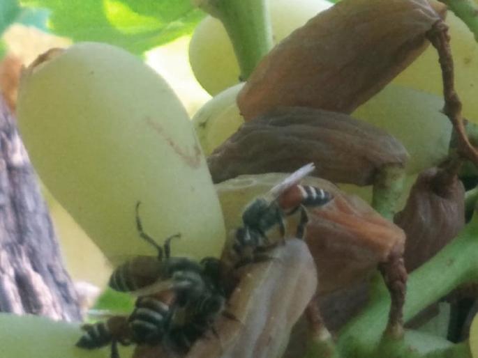 Bees attack a cluster of grapes burst by the rain of Walava in Latur | वळवाच्या तडाख्याने फुटलेल्या द्राक्षांच्या घडावर मधमाशांचा हल्ला; हाताशी आलेला घास हिरावला Bees attack a cluster of grapes burst by the rain of Walava in Latur | वळवाच्या तडाख्याने फुटलेल्या द्राक्षांच्या घडावर मधमाशांचा हल्ला; हाताशी आलेला घास हिरावला