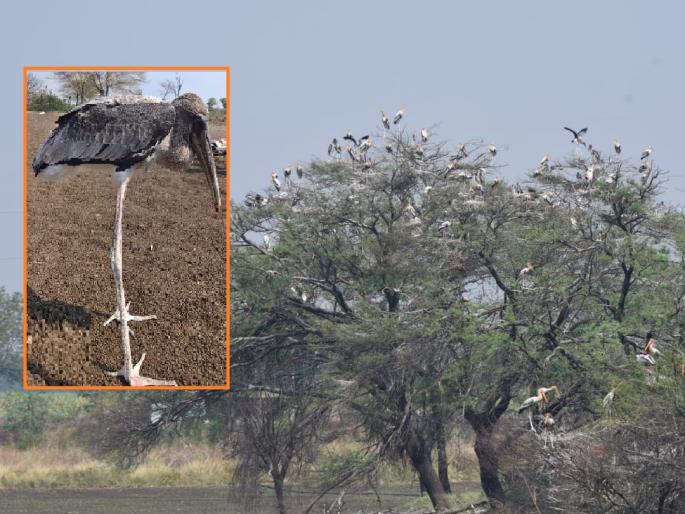 Outrageous! destruction of cuckoo nests for hunting; Seven chicks died | संतापजनक! शिकारीसाठी करकोचांच्या घरट्यांची नासधूस; सात पिल्लांचा मृत्यू Outrageous! destruction of cuckoo nests for hunting; Seven chicks died | संतापजनक! शिकारीसाठी करकोचांच्या घरट्यांची नासधूस; सात पिल्लांचा मृत्यू