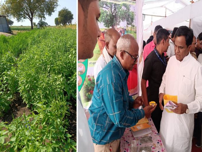 3 thousand expenses, income of five lakhs; Ayurvedic chia seed farming has brought wealth to the farmer | ३ हजार खर्च, पाच लाखांचे उत्पन्न; आयुर्वेदिक चिया बियाच्या शेतीने शेतकऱ्याला केलं मालामाल 3 thousand expenses, income of five lakhs; Ayurvedic chia seed farming has brought wealth to the farmer | ३ हजार खर्च, पाच लाखांचे उत्पन्न; आयुर्वेदिक चिया बियाच्या शेतीने शेतकऱ्याला केलं मालामाल