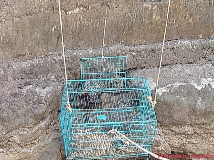 A calf fell into a well in Shivara; The rescue team of the forest department pulled out with tireless efforts | विहिरीत पडलेला बछडा घाबरला; वन विभागाच्या रेस्क्यू टीमने बाहेर काढताच धूम पळाला A calf fell into a well in Shivara; The rescue team of the forest department pulled out with tireless efforts | विहिरीत पडलेला बछडा घाबरला; वन विभागाच्या रेस्क्यू टीमने बाहेर काढताच धूम पळाला