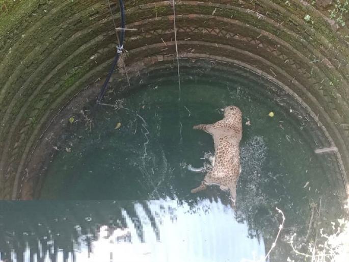 No prey got, lives lost; A leopard that followed Savaja fell into a well and died | शिकार नाही मिळाली, प्राणही गमावले; सावजाच्या मागे आलेल्या बिबट्याचा विहिरीत पडून मृत्यू No prey got, lives lost; A leopard that followed Savaja fell into a well and died | शिकार नाही मिळाली, प्राणही गमावले; सावजाच्या मागे आलेल्या बिबट्याचा विहिरीत पडून मृत्यू
