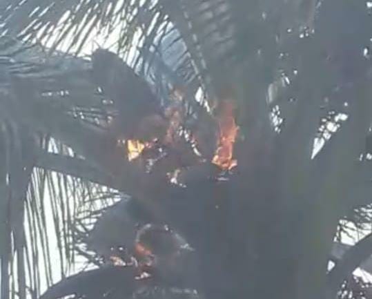 Lightning struck three places in Malpur area, a coconut tree caught fire | मालपूर परिसरात तीन ठिकाणी वीज पडली, नारळाच्या झाडाला आग