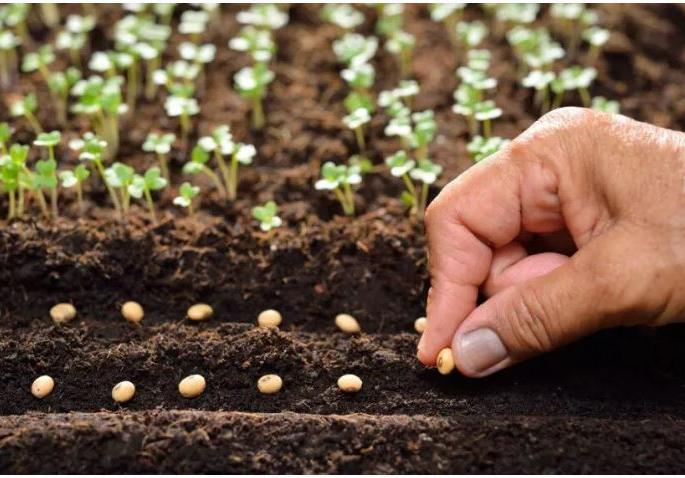 Administration's 'watch' on sellers of bogus seeds, fertilizers in akola | सावधान ! बोगस बियाणे, खतं विक्री करणाऱ्यावर प्रशासनाचा ‘वॉच’