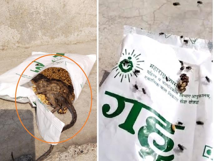Shocking! Rotten rat found in pocket of nutritional food given to lactating mothers | धक्कादायक! स्तनदा मातांना दिलेल्या पोषण आहाराच्या पॉकेटमध्ये निघाला सडलेला उंदीर Shocking! Rotten rat found in pocket of nutritional food given to lactating mothers | धक्कादायक! स्तनदा मातांना दिलेल्या पोषण आहाराच्या पॉकेटमध्ये निघाला सडलेला उंदीर
