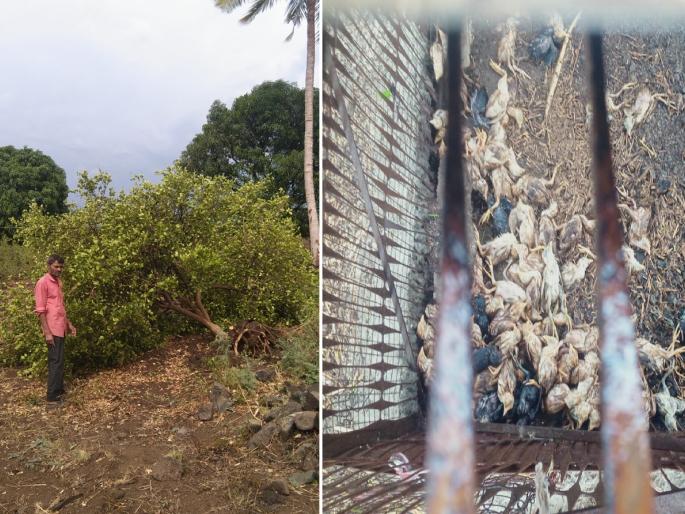 Heavenly havoc in Jalna; Stormy winds and rain uprooted trees, killing 200 chickens | जालन्यात आस्मानी कहर; वादळी वाऱ्यासह पावसाने झाडे उन्मळली, कोंबड्यांची २०० पिले ठार Heavenly havoc in Jalna; Stormy winds and rain uprooted trees, killing 200 chickens | जालन्यात आस्मानी कहर; वादळी वाऱ्यासह पावसाने झाडे उन्मळली, कोंबड्यांची २०० पिले ठार