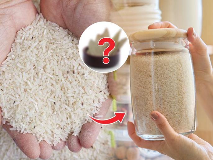Follow This Simple Tips To Keep bugs away from rice | तांदुळाला किड लागू नये, अळ्या होवू नयेत म्हणून ६ सोपे उपाय, बिंधास्त साठवा वर्षभराचे तांदूळ....