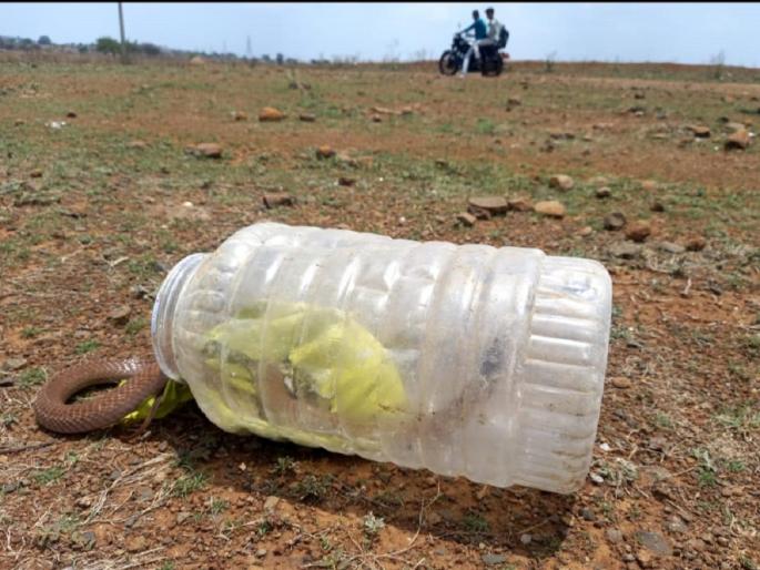 A bag containing a cobra snake remained on the road after the roadshow; Animal friends came running and got life support | कोब्रा साप ठेवलेली पिशवी रोडशोनंतर रस्त्यावर राहिली; प्राणीमित्र आले धावून, सापास जीवदान A bag containing a cobra snake remained on the road after the roadshow; Animal friends came running and got life support | कोब्रा साप ठेवलेली पिशवी रोडशोनंतर रस्त्यावर राहिली; प्राणीमित्र आले धावून, सापास जीवदान