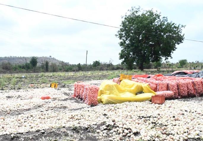 Crops in 4300 hectares affected by bad weather in Amravati; Damage to wheat, onion, orange | अमरावतीत अवकाळीने ४३०० हेक्टरमधील पिके बाधित; गहू, कांदा, संत्र्याचे नुकसान