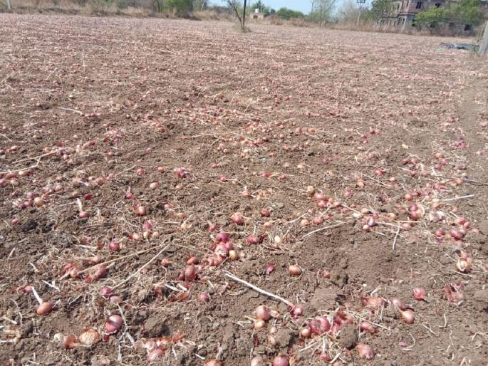 Spending 60 thousand rupees, not even having enough money; The farmer buried 250 bags of onions in the soil! | ६० हजार रुपये खर्च, हाती दमडीही नाही; शेतकऱ्याने अडीचशे बॅग कांदा मातीत गाडला! Spending 60 thousand rupees, not even having enough money; The farmer buried 250 bags of onions in the soil! | ६० हजार रुपये खर्च, हाती दमडीही नाही; शेतकऱ्याने अडीचशे बॅग कांदा मातीत गाडला!