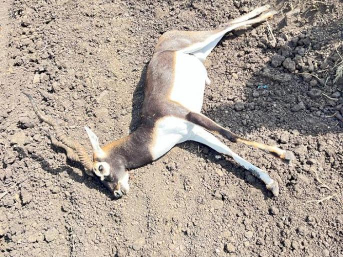 Kalveet dies in car collision, incident on Srirampur Shirdi road | कारच्या धडकेत काळवीट मृत्युमुखी, श्रीरामपूर शिर्डी रस्त्यावरील घटना Kalveet dies in car collision, incident on Srirampur Shirdi road | कारच्या धडकेत काळवीट मृत्युमुखी, श्रीरामपूर शिर्डी रस्त्यावरील घटना