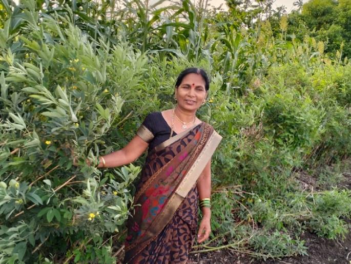 Women farmer Jayashri Dongapure earning 4 times more than average income of turi stand first in state level competition | तुरीचे सरासरीपेक्षा चारपट अधिक उत्पन्न घेणाऱ्या महिला शेतकरी राज्यस्तरीय स्पर्धेत प्रथम Women farmer Jayashri Dongapure earning 4 times more than average income of turi stand first in state level competition | तुरीचे सरासरीपेक्षा चारपट अधिक उत्पन्न घेणाऱ्या महिला शेतकरी राज्यस्तरीय स्पर्धेत प्रथम